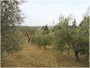 olio