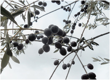 olio