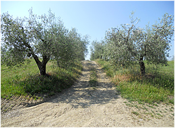 olio