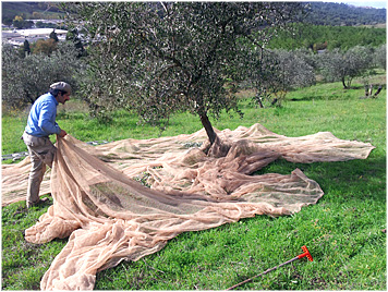 olio